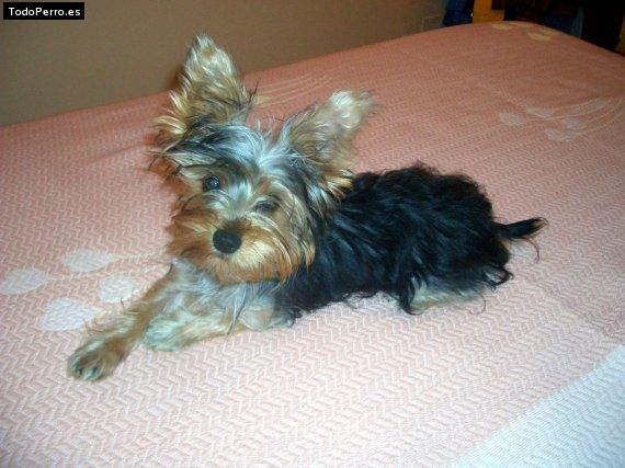 Foto del perro Nora