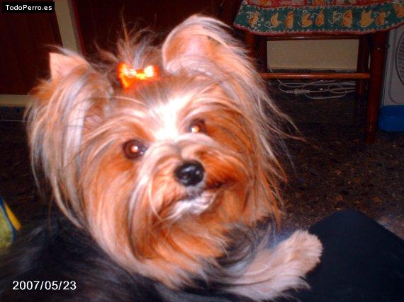 Foto del perro Bety