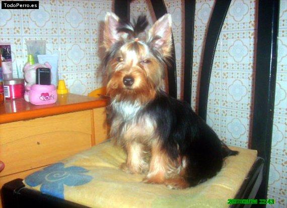 Foto del perro Cumbi