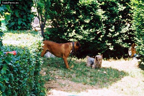 Foto del perro Kiko