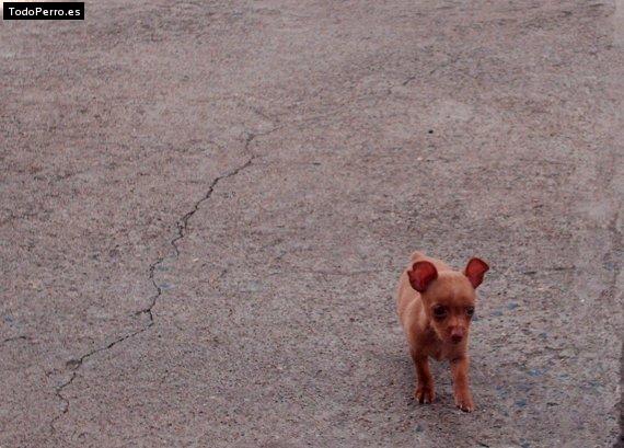 Foto del perro Bobby