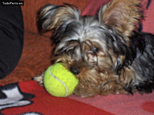 Foto del perro Tessy
