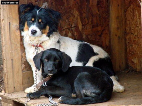 Foto del perro Princessa y leya