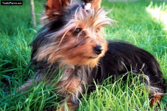 Foto del perro Brina