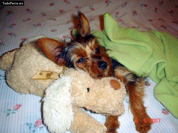 Foto del perro Tamy