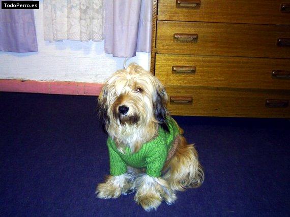 Foto del perro Charly