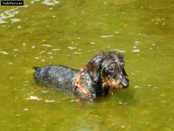 Foto del perro Otto