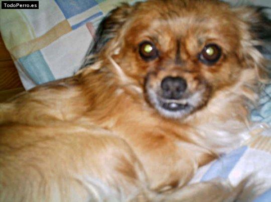 Foto del perro Colita