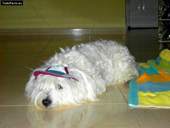 Foto del perro Escotti