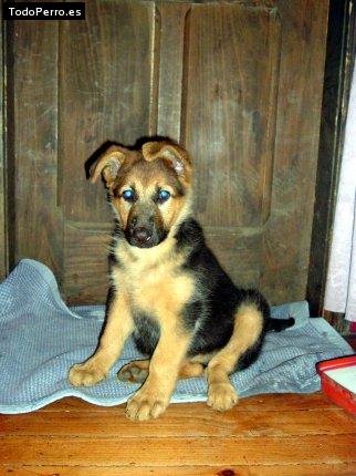 Foto del perro Almendra