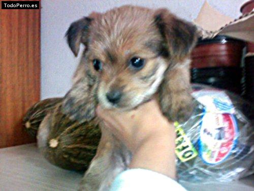 Foto del perro Winnie