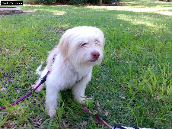 Foto del perro Rosco