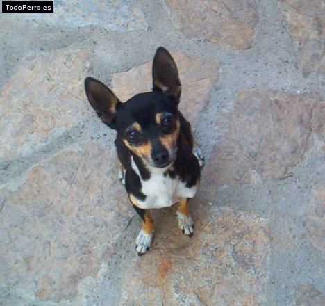 Foto del perro Shaxa