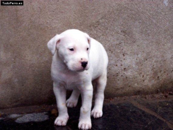 Foto del perro Rocco