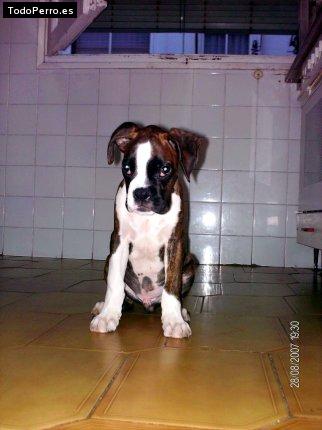 Foto del perro Tango