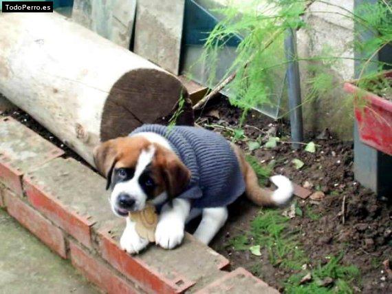 Foto del perro Taz