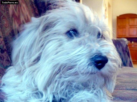 Foto del perro Sacha marroquin