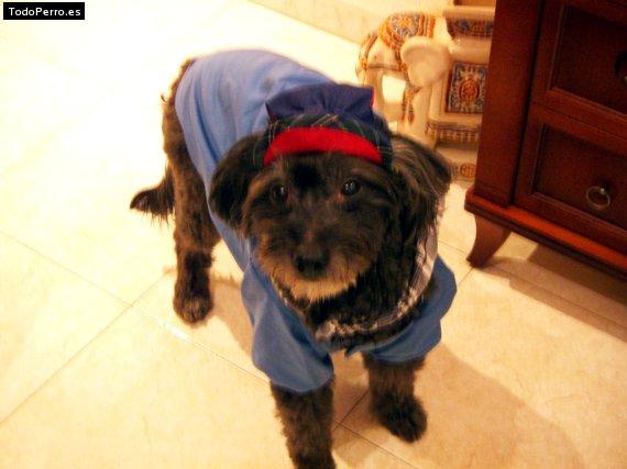 Foto del perro Ramses