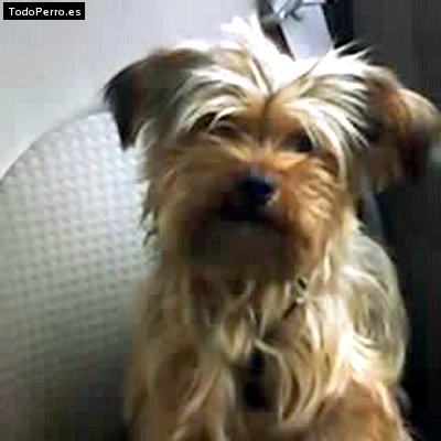 Foto del perro Bem