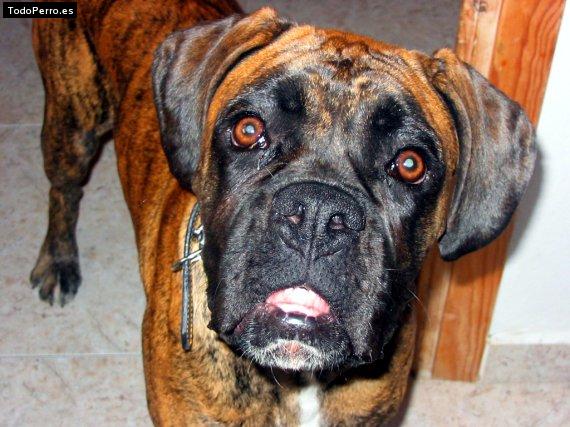 Foto del perro Tayra