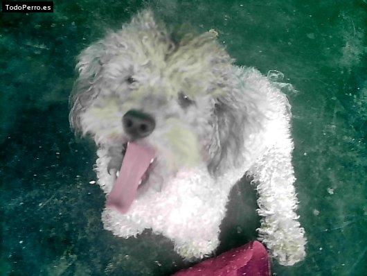Foto del perro Brando