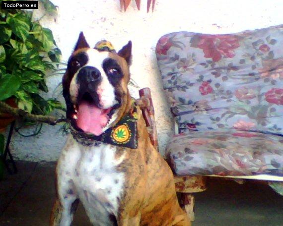 Foto del perro Spay