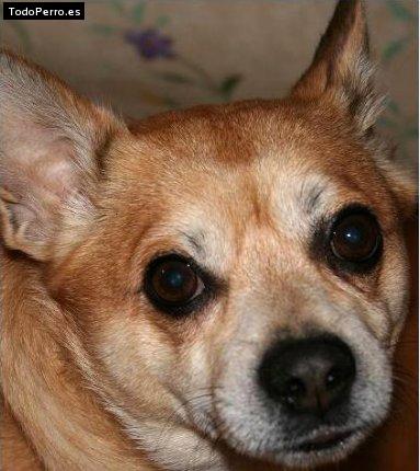 Foto del perro Chusky