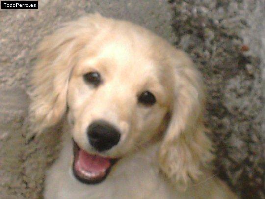 Foto del perro Travis