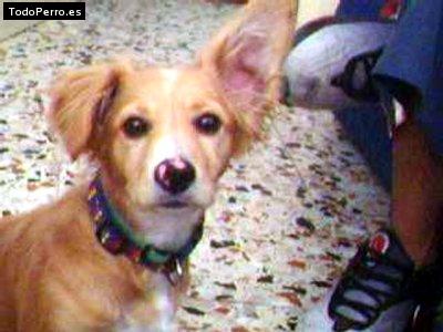 La foto del perro Chelsy Foto del perro Chelsy