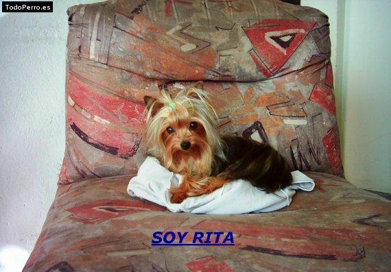 Foto del perro Rita