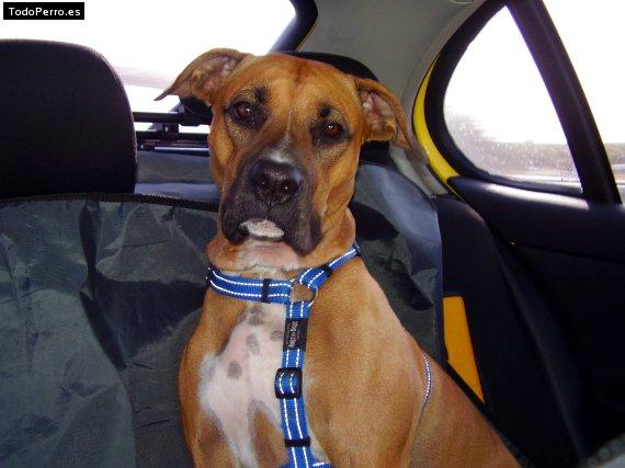 Foto del perro Roma