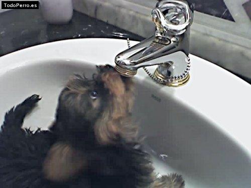 Foto del perro Jony