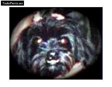 Foto del perro Nuka