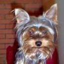 Tobi