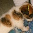Balu