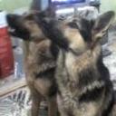 Sarami y mufasa
