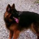 Rufo