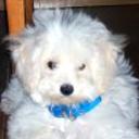 Tomi