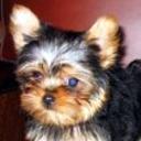 Benji
