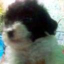 Motis