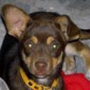 Timoteo