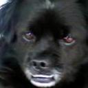 Toti