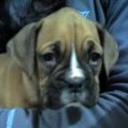 Rudo