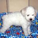 Tobby