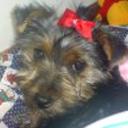 Maite