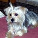 Estrella