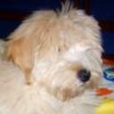 Tommi