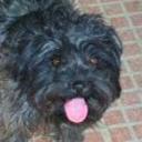 Balu