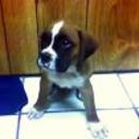 Chucho