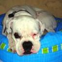 Tobie